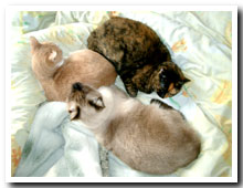 cats