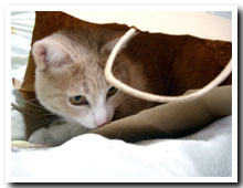 cats