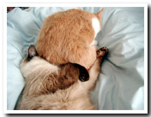 cats