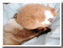 cats