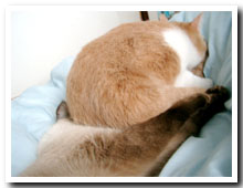 cats