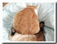 cats