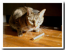 cats