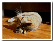 cats