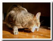 cats