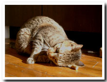 cats