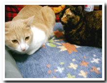 cats