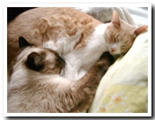 cats