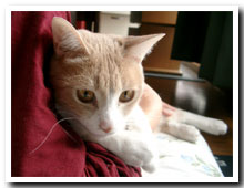 cats
