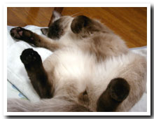 cats