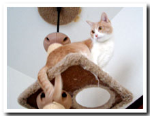 cats