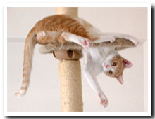 cats