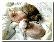 cats