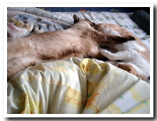 cats