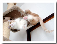 cats
