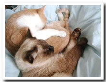 cats