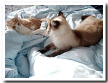 cats