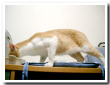 cats