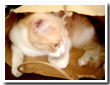 cats
