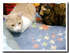 cats