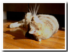 cats