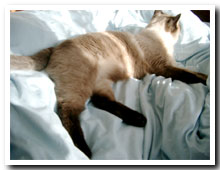 cats