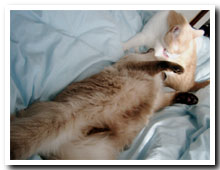 cats