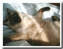 cats