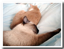 cats