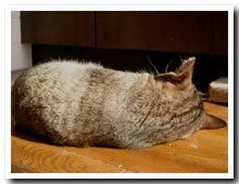 cats