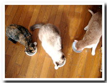 cats