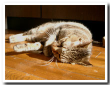 cats