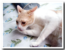 cats
