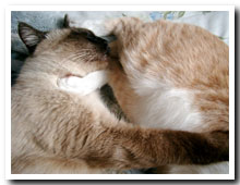 cats