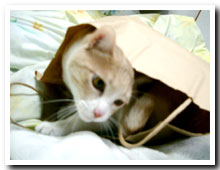 cats
