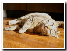 cats