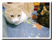 cats
