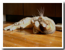 cats