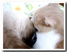cats
