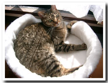 cats