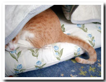 cats