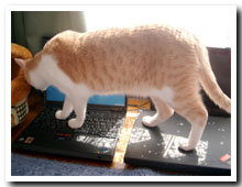 cats