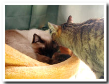 cats