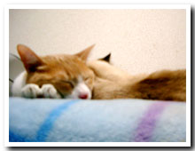 cats