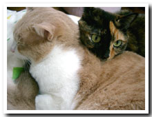 cats