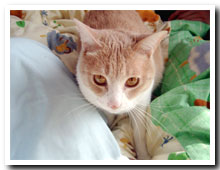 cats