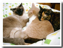 cats