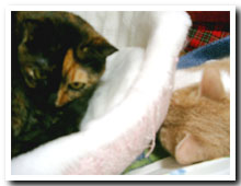 cats