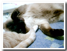 cats