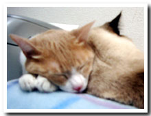 cats